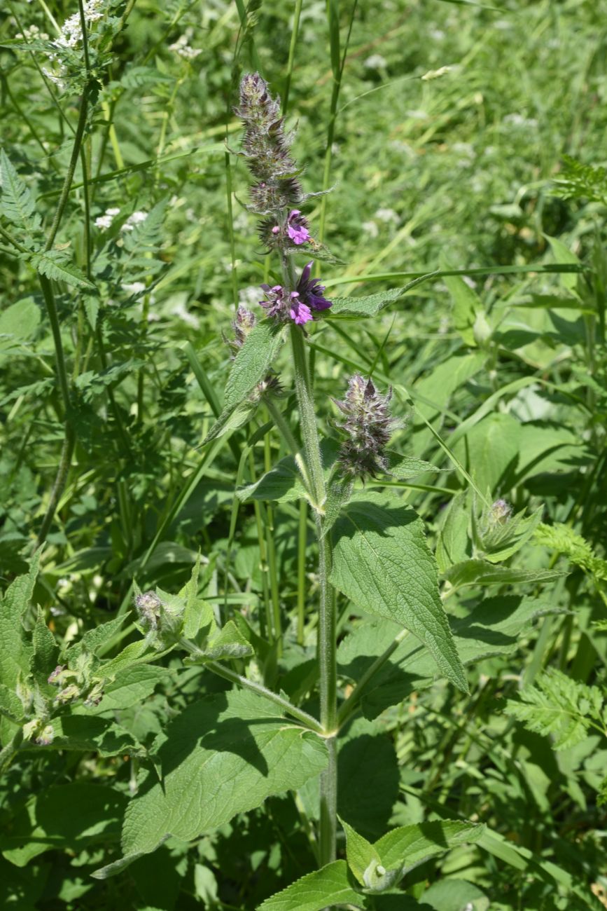 Изображение особи Stachys balansae.