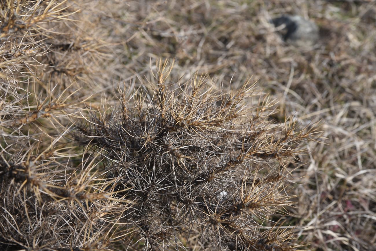 Изображение особи Astragalus denudatus.