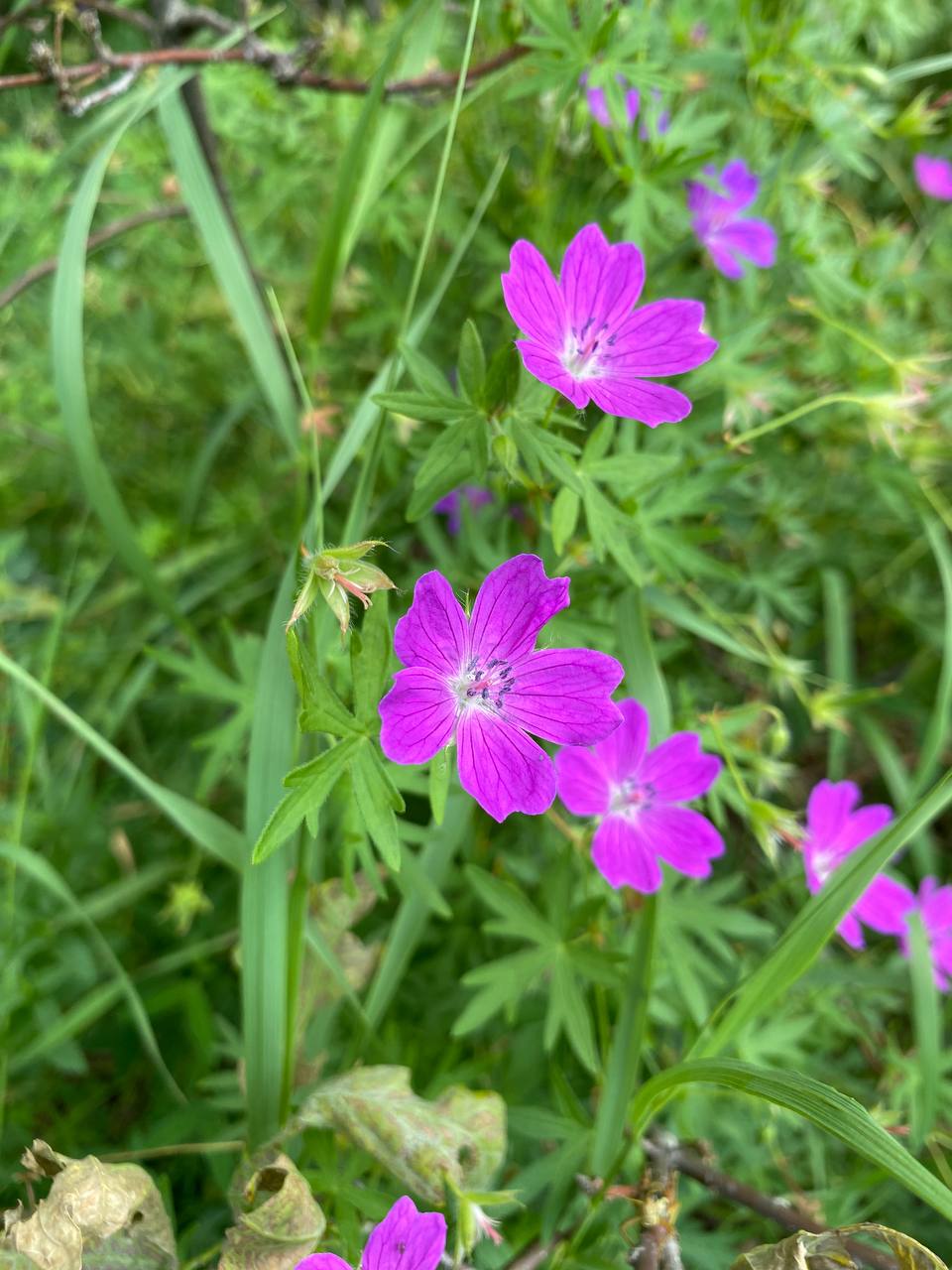 Изображение особи Geranium sanguineum.