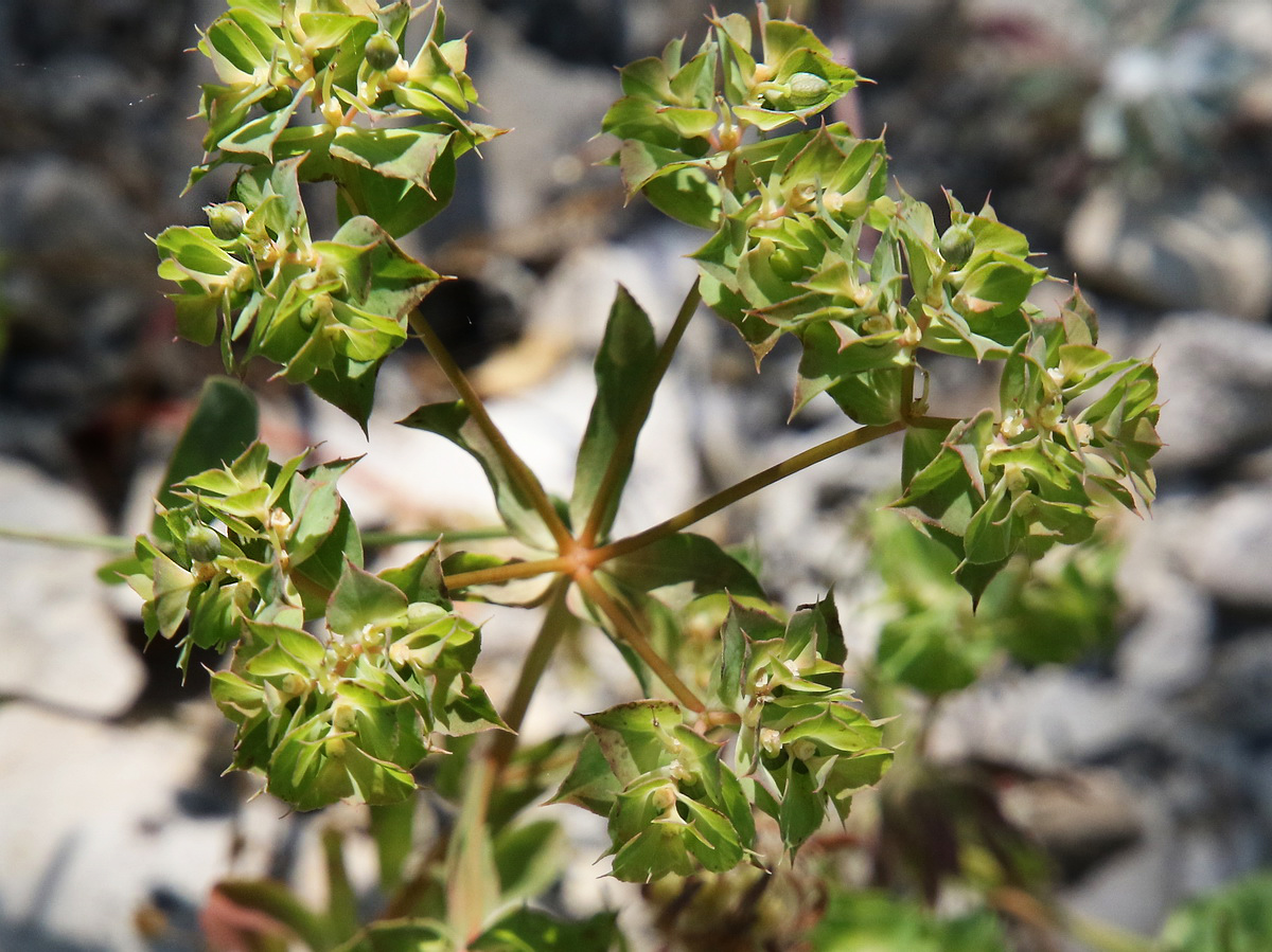Изображение особи Euphorbia falcata.