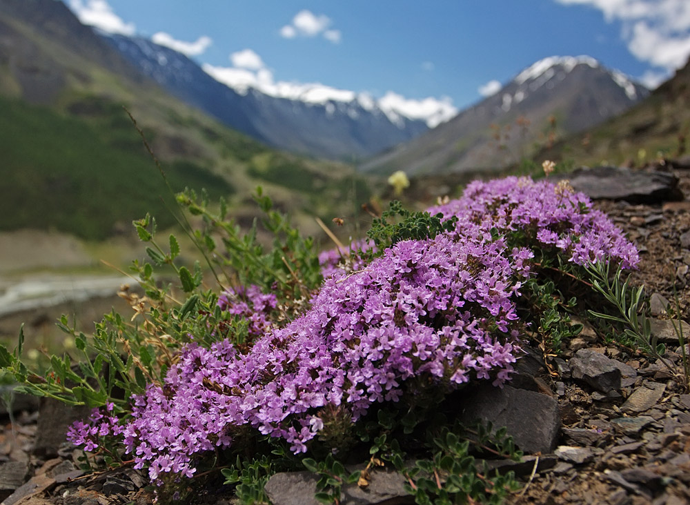 Изображение особи род Thymus.