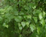 род Betula. Листья с каплями дождя. Чечня, Шаройский р-н, 1 км восточнее ур. Хиндушты, высота 2080 м н.у.м., берёзовый лес. 1 июля 2024 г.