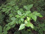 Carpinus betulus