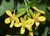 Ribes aureum