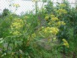 Levisticum officinale