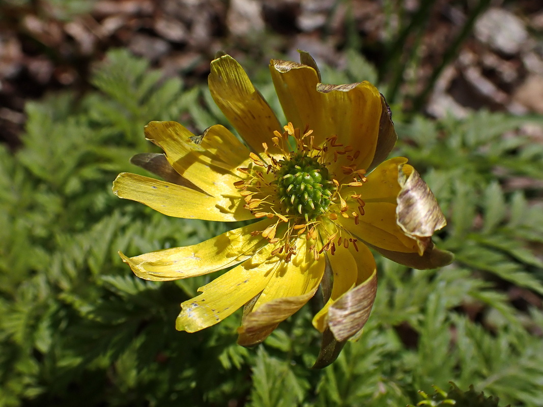Image of Adonis amurensis specimen.