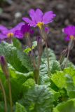 Primula vulgaris