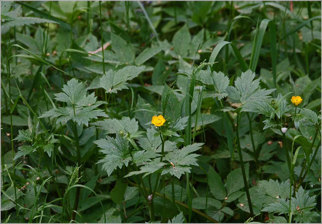 Image of Ranunculus repens specimen.