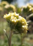 Artemisia glomerata