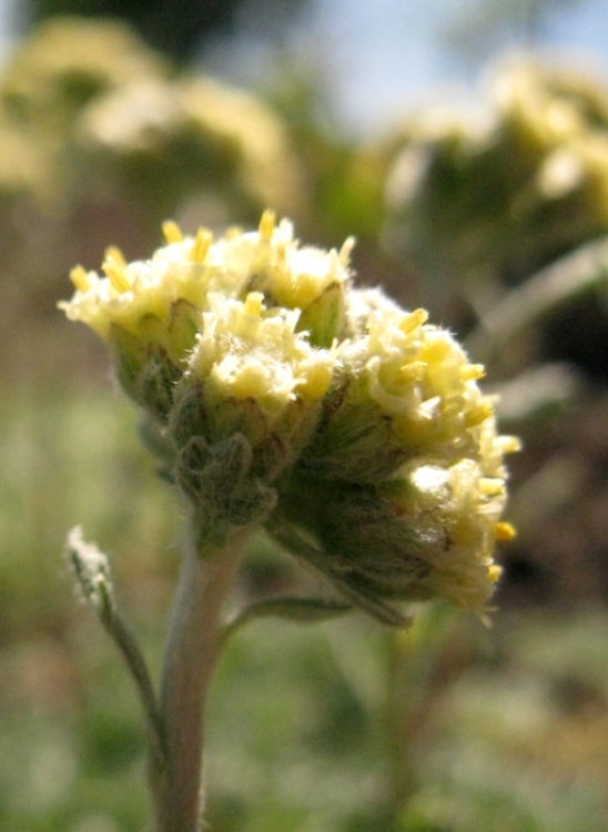 Image of Artemisia glomerata specimen.
