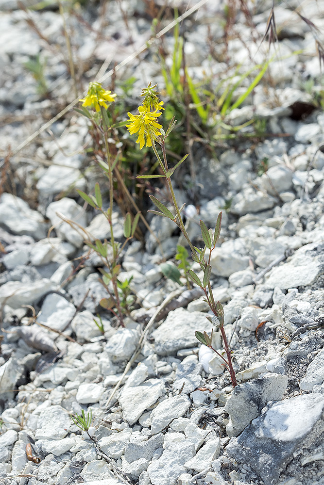 Image of Melilotus neapolitanus specimen.