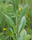 Tephroseris subfloccosa. Часть побега зацветающего растения. Карачаево-Черкесия, Зеленчукский р-н, гора Джангур, ≈ 1500 м н.у.м., субальпийский луг. 04.06.2025.