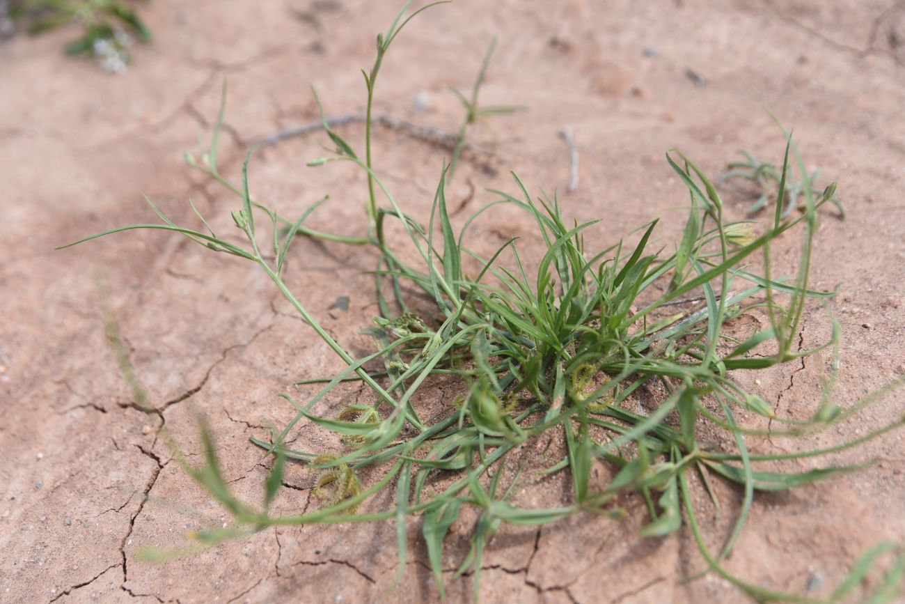 Image of Koelpinia linearis specimen.