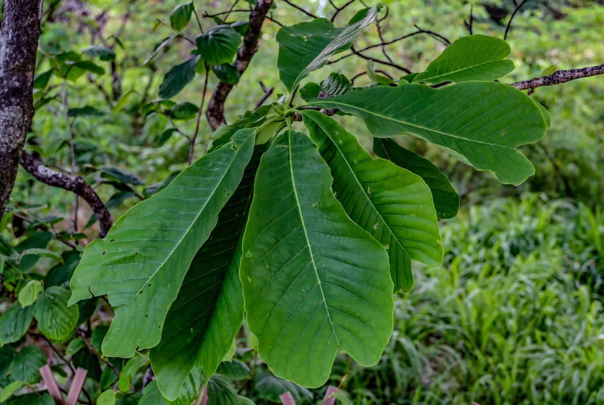 Изображение особи Magnolia officinalis.