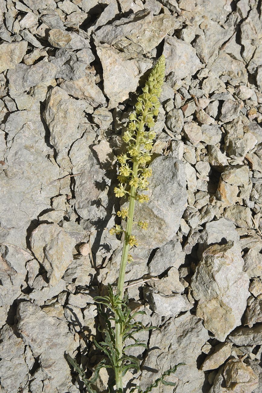 Image of Reseda lutea specimen.
