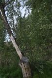 genus Salix. Дерево с отпилиным стволом. Турция, ил Ван, рядом с водопадом Мурадие, берег р. Бендимахи. 20 мая 2025 г.