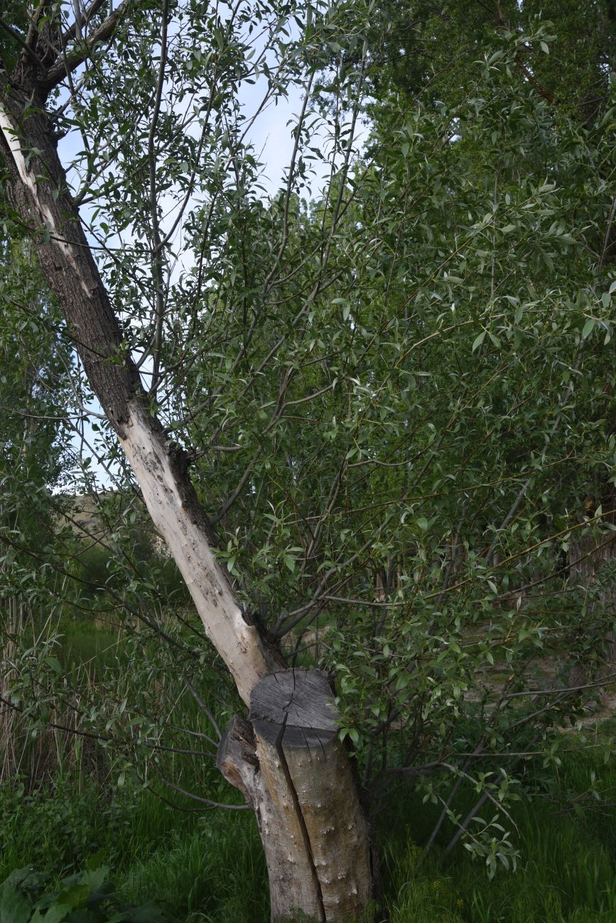 Image of Salix alba specimen.