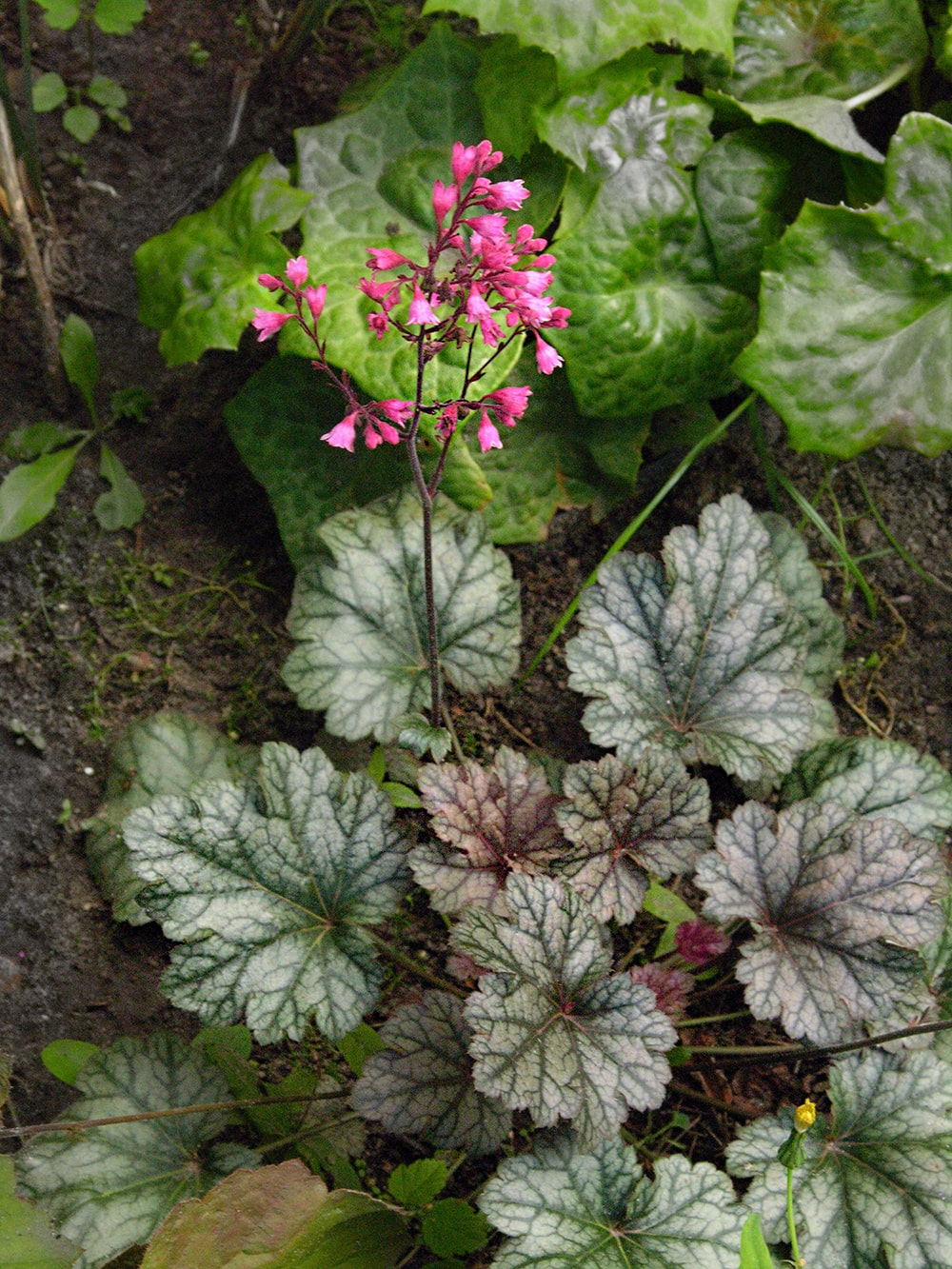 Image of Heuchera &times; hybrida specimen.
