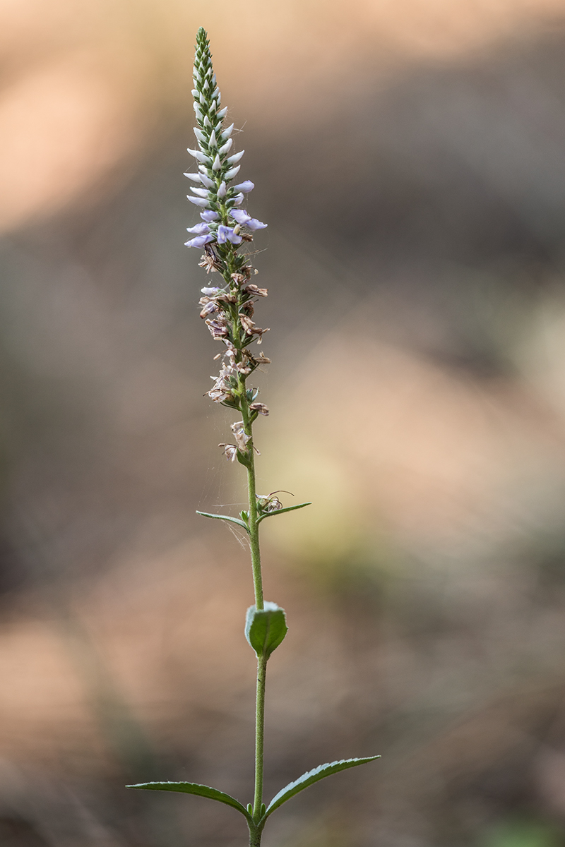 Изображение особи Veronica orchidea.