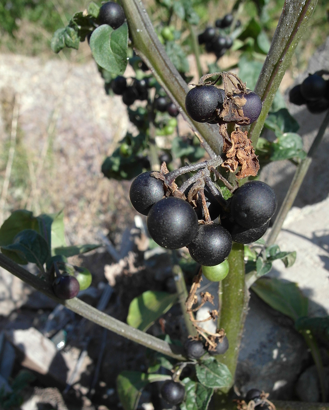 Изображение особи Solanum nigrum.