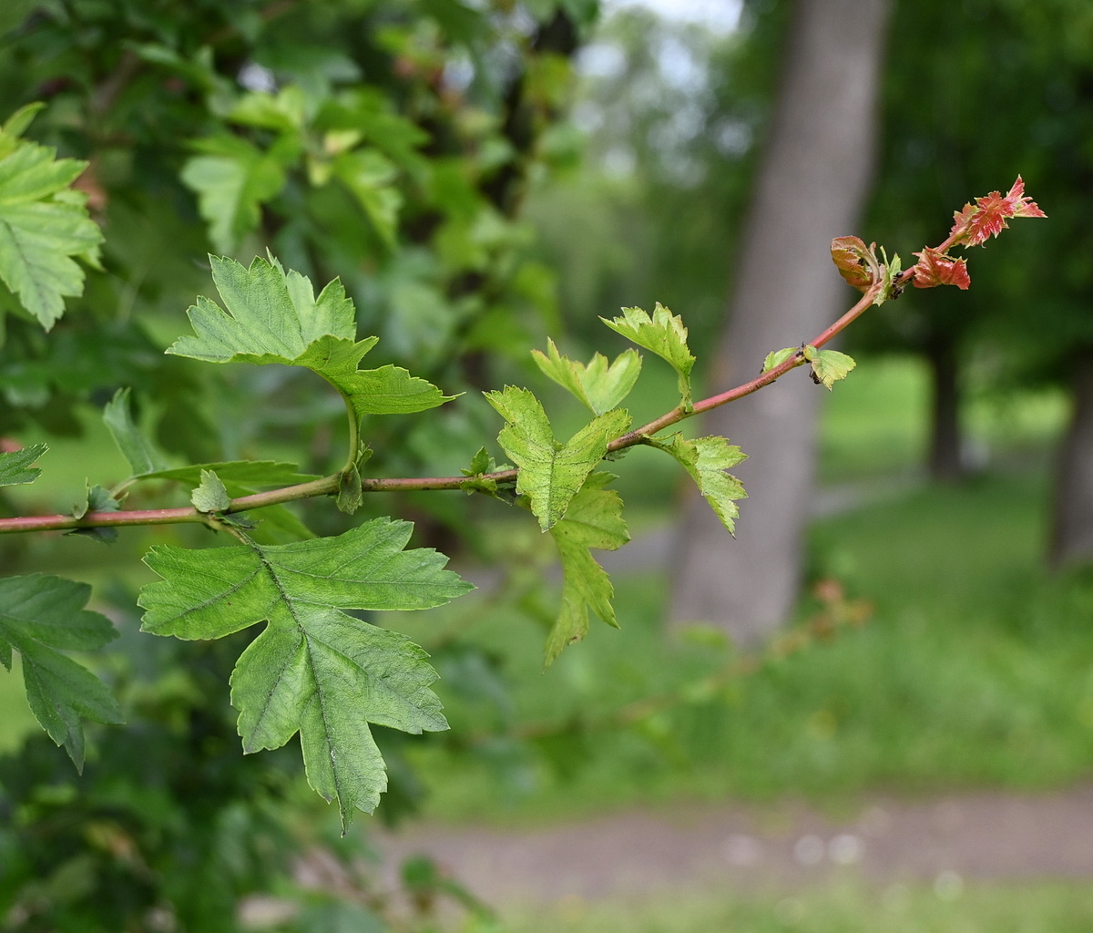 Image of Crataegus &times; media specimen.