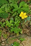 Potentilla reptans. Цветущее растение. Республика Абхазия, окр. г. Новый Афон. 28.08.2009.