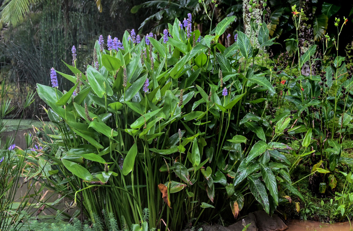 Изображение особи Pontederia cordata.