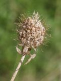 семейство Dipsacaceae