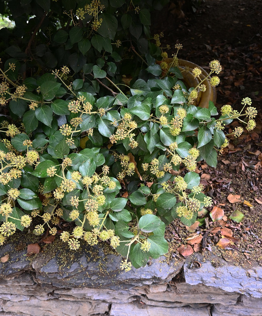 Image of Hedera colchica specimen.