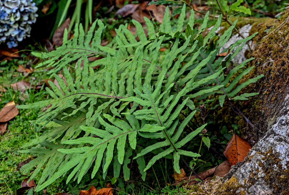 Image of Phlebodium pseudoaureum specimen.