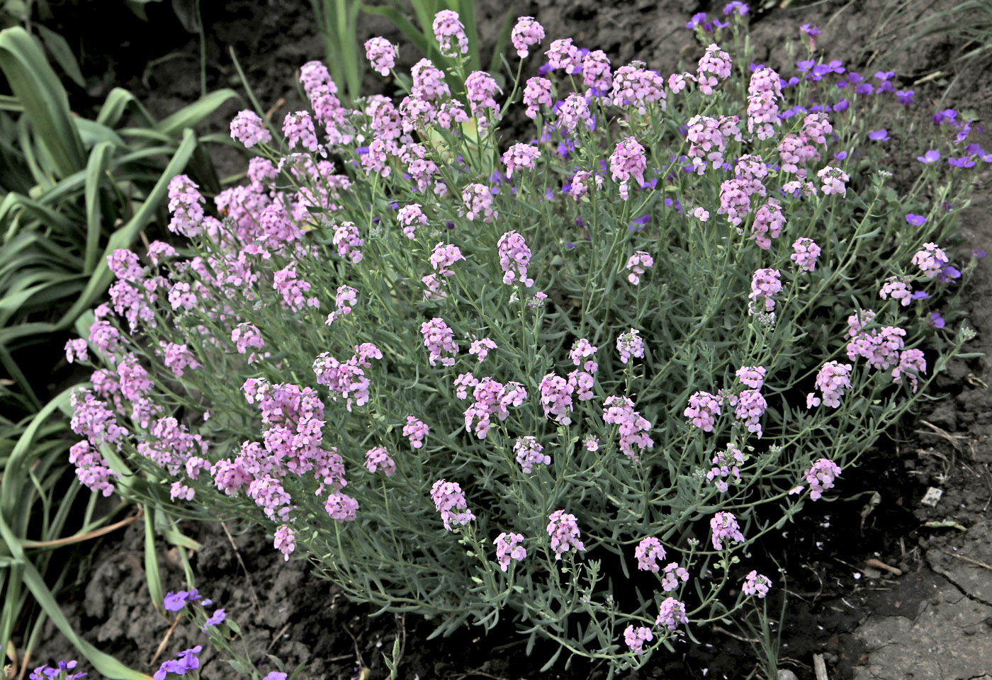 Image of Aethionema pulchellum specimen.