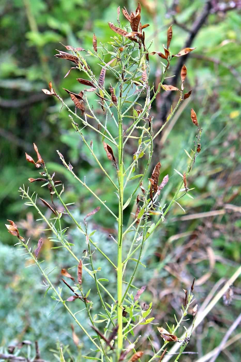 Image of Genista tinctoria specimen.