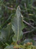 genus Rumex. Лист. Турция, ил Хаккари, Кырыкдаг Яйла, ок. базового лагеря, выс. ок. 2550 м н.у.м., луг. 24 мая 2025 г.