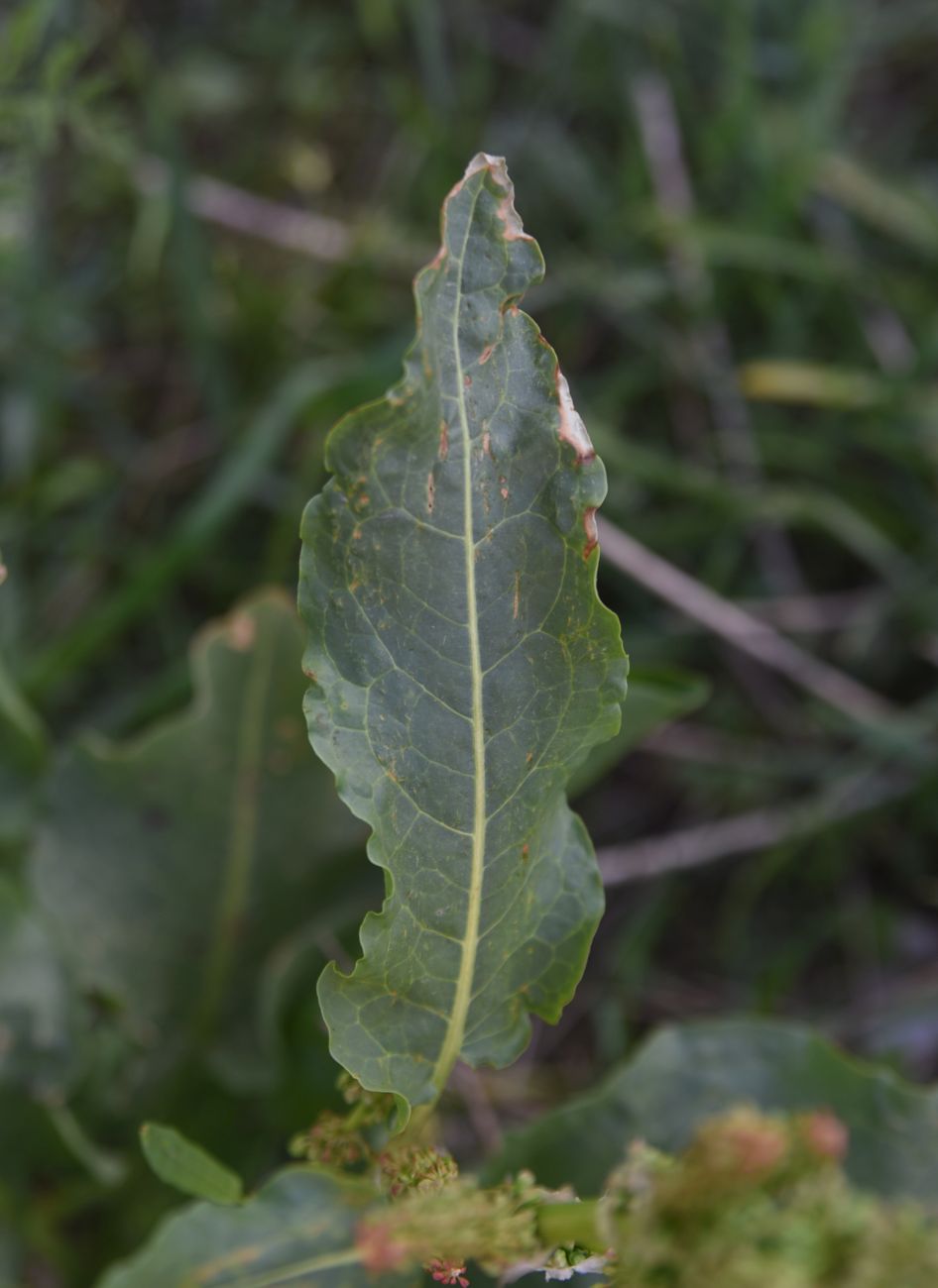 Изображение особи род Rumex.