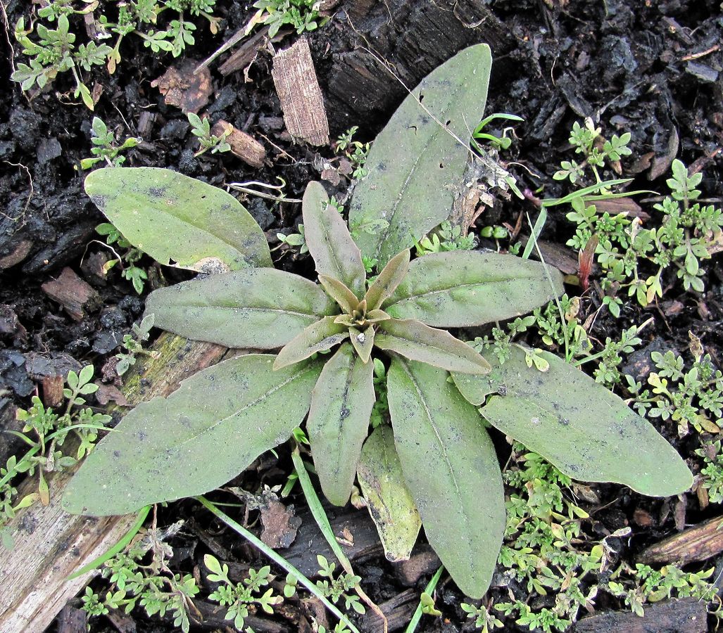 Image of Erysimum cheiranthoides specimen.