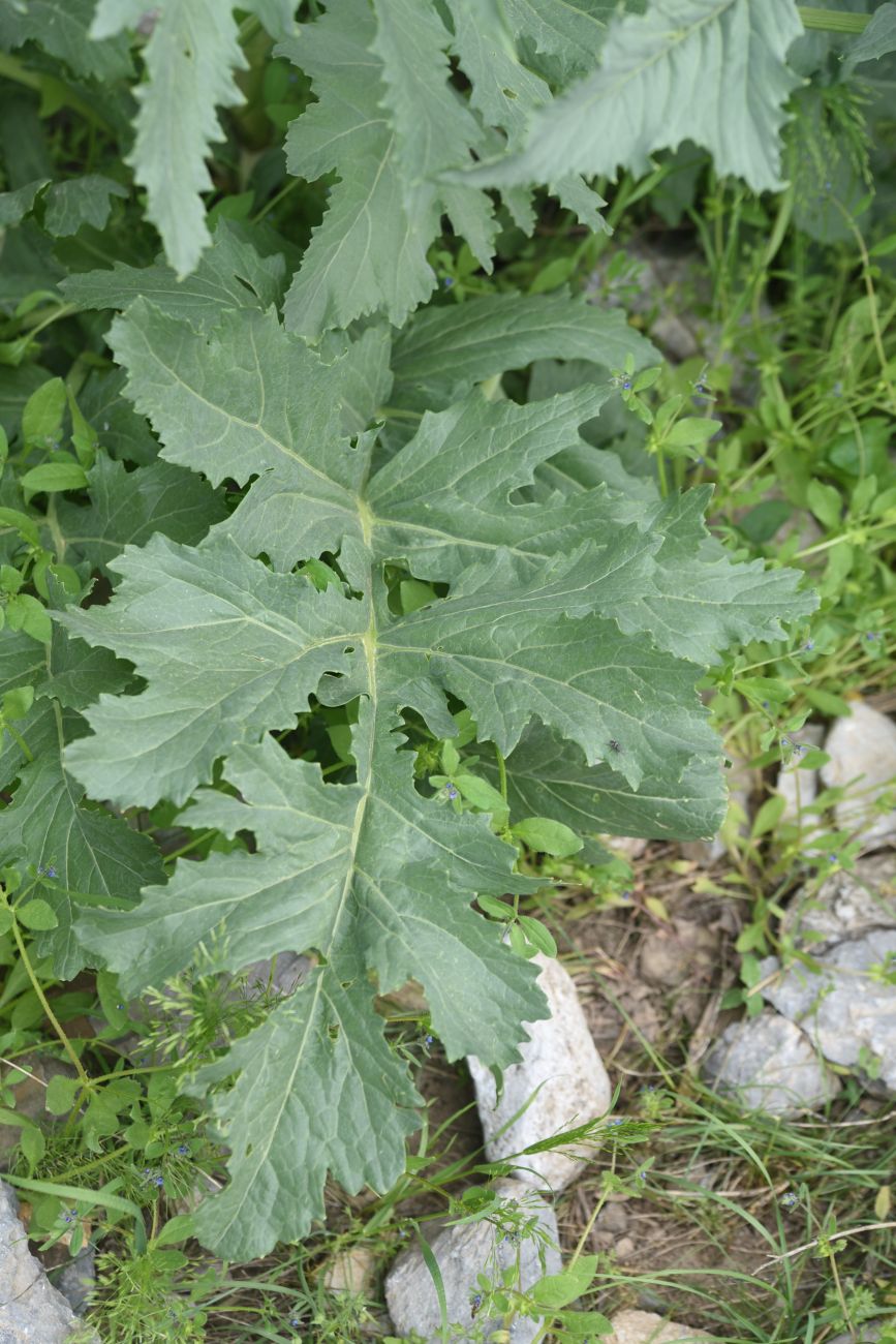 Изображение особи Crambe orientalis.
