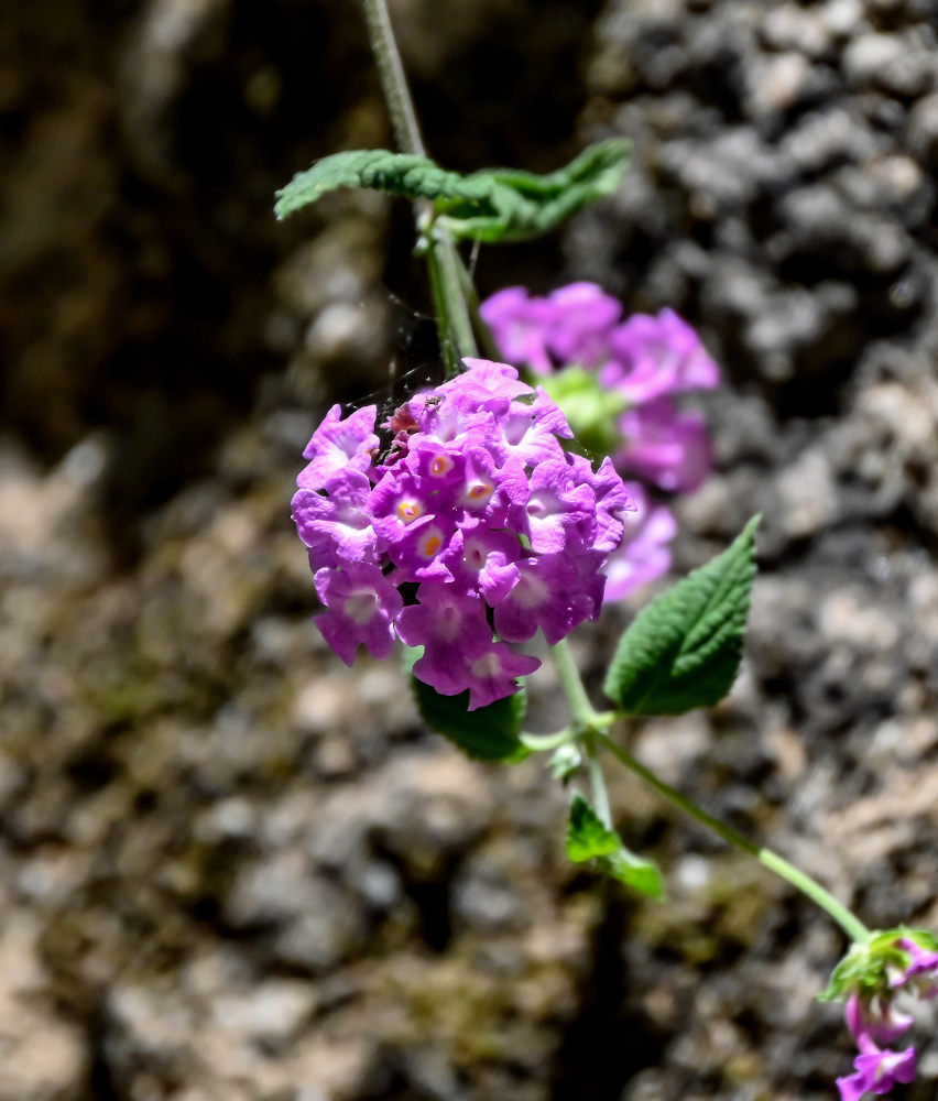 Изображение особи Lantana montevidensis.