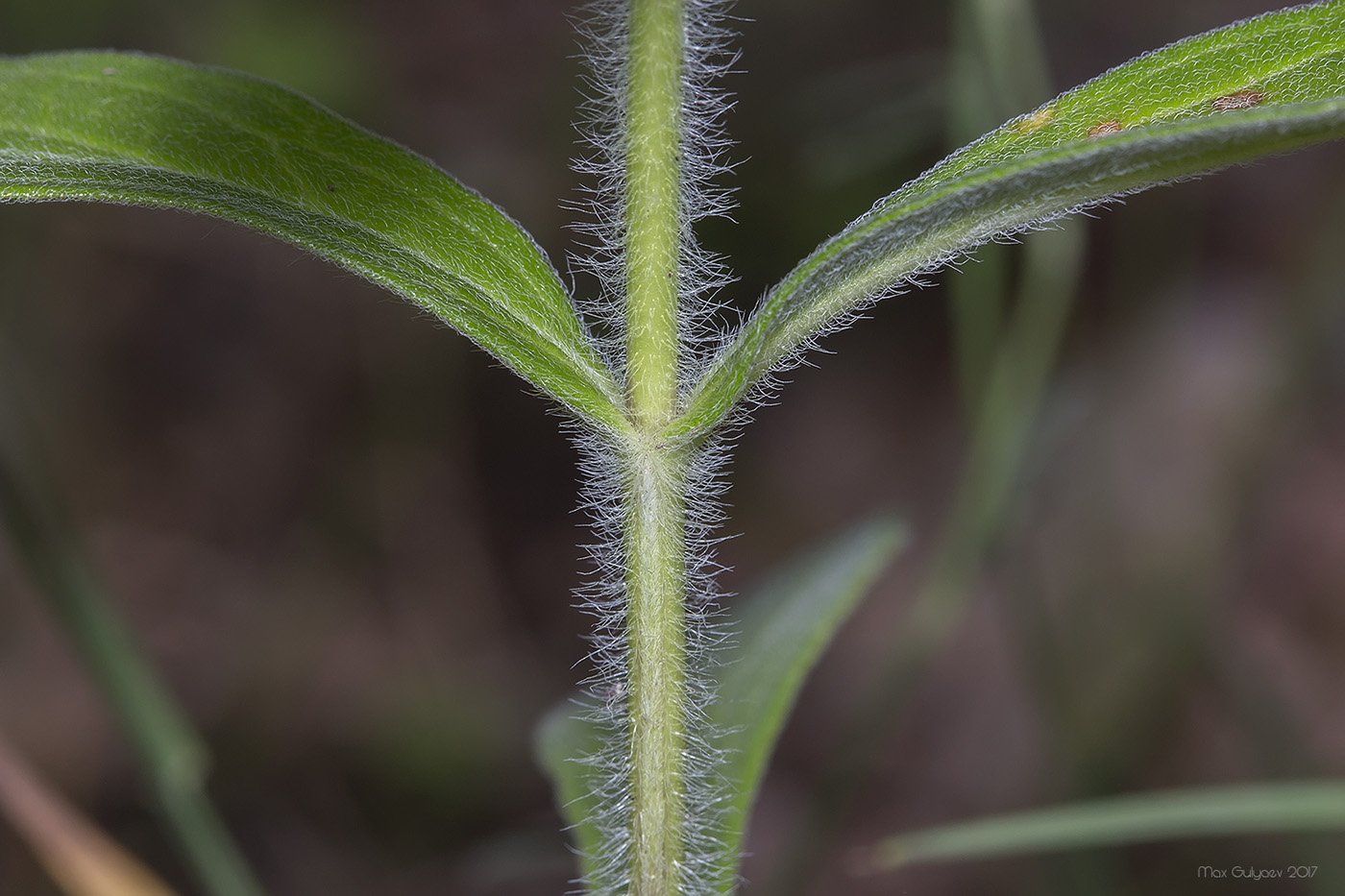 Image of class Magnoliopsida specimen.