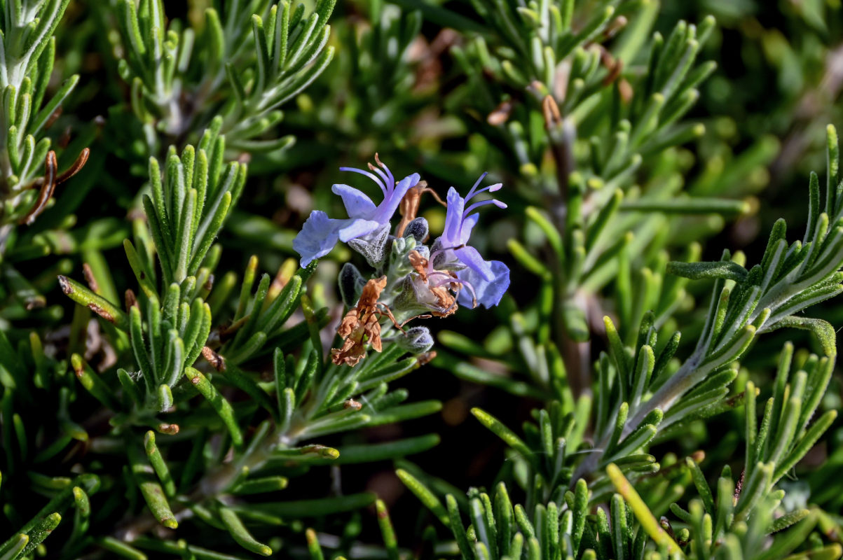 Изображение особи Rosmarinus officinalis.