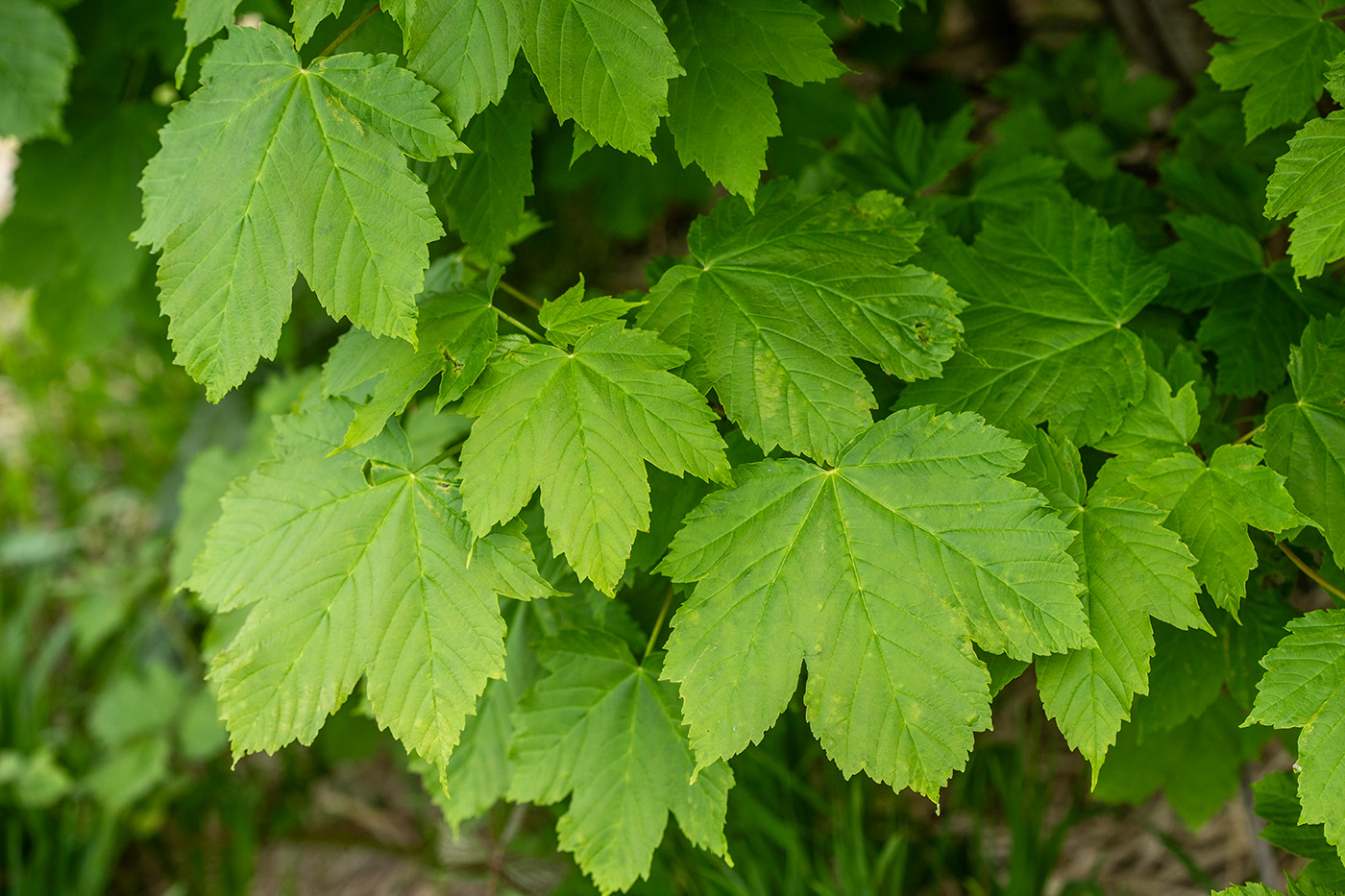 Image of Acer pseudoplatanus specimen.