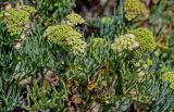 Crithmum maritimum. Верхушки побегов с соцветиями, завязавшимися соплодиями и сидящими на них улитками. Португалия, округ Лейрия, пос. Назаре, окраина песчаного пляжа. 07.08.2025.