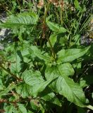 Image of taxon representative. Author is Игорь Евдокимов