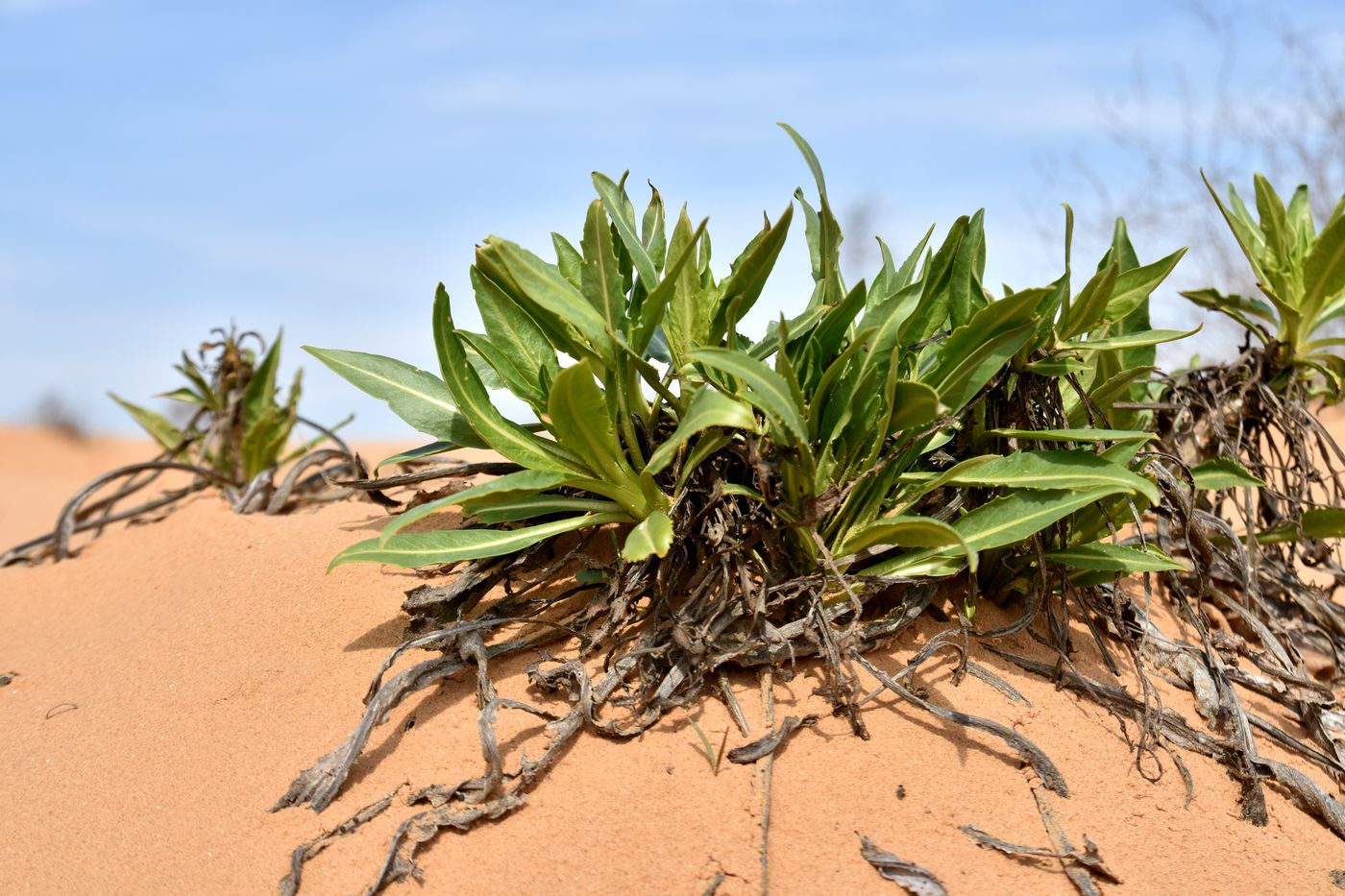 Image of Isatis sabulosa specimen.