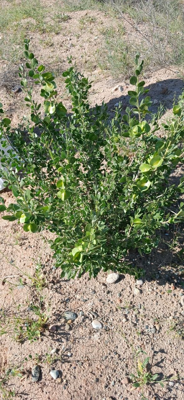 Image of genus Zygophyllum specimen.