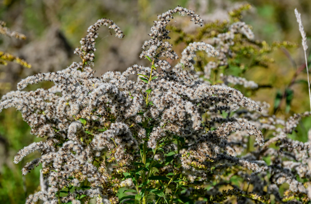 Изображение особи Solidago canadensis.