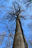 Populus tremula. Верхушка покоящегося(?) взрослого дерева с поросшим мхами стволом. Санкт-Петербург, Дудергофские высоты, склон северной экспозиции к Театральной долине, лиственный лес. 21.04.2026.