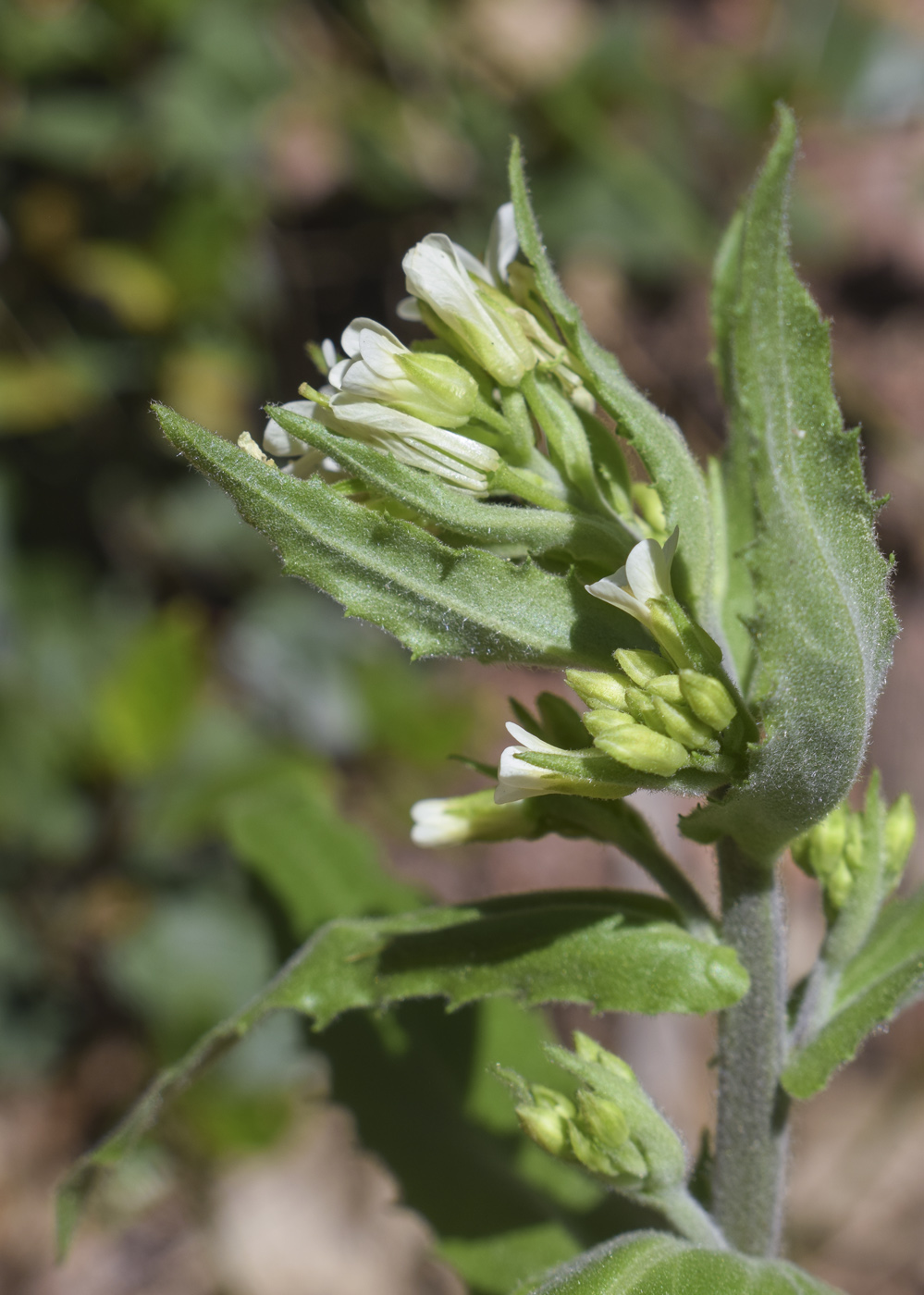 Изображение особи Arabis turrita.