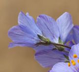 Polemonium chinense. Цветок. Приморский край, Ханкайский р-н, окр. с. Новониколаевка, оз. Ханка, памятник природы \"Мыс Девичьи Пески\", песчаный берег озера. 27.05.2026.