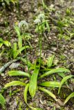 род Allium