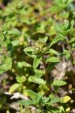 genus Thymus